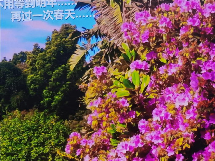 綿陽(yáng)中旅假日旅行社2025年澳洲暨秋季線(xiàn)路品鑒會(huì )